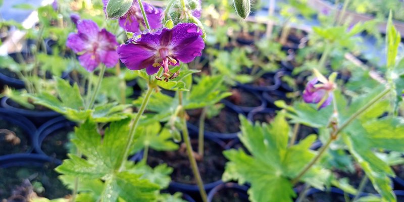 Geranium phaeum 'Lily Lovell' Tõmmu kurereha